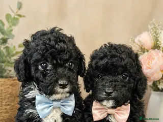 Cavapoo dogs F1B Cavapoos ready to leave us - Advert 10