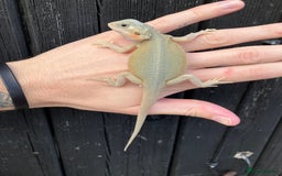 Bearded Dragon reptiles for sale: Various Bearded Dragon Morphs in Downham Market - Image 24