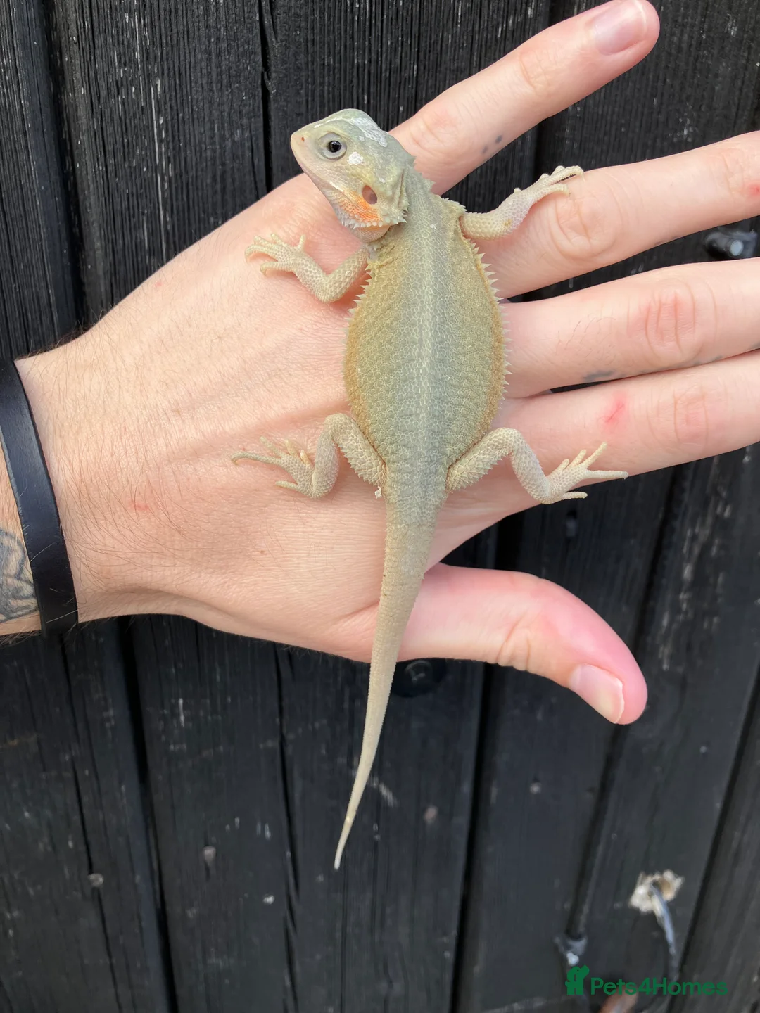 Bearded Dragon reptiles for sale: Various Bearded Dragon Morphs in Downham Market - Advert 24