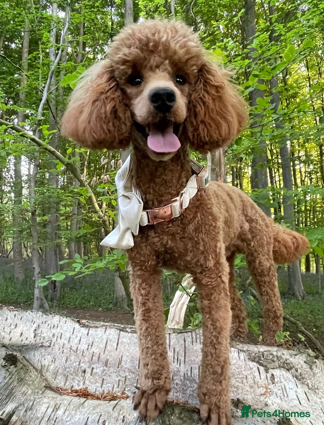 Mixed Breed dogs for sale: F1 Schnoodle Puppies all girl Litter ready March  - Advert 4