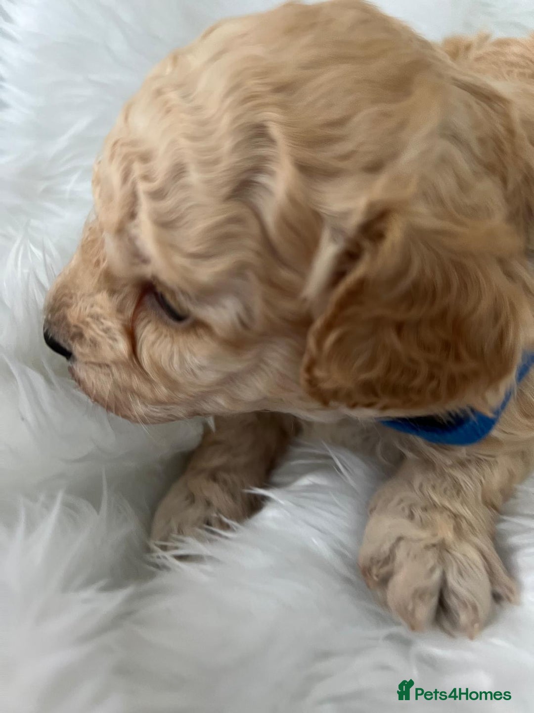 Cavapoo dogs for sale: Adorable Cavapoo Puppies - Parents Health Tested - Image 7