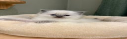 Ragdoll cats for sale: Gccf ragdolls ready 12th Jan  - Advert 18
