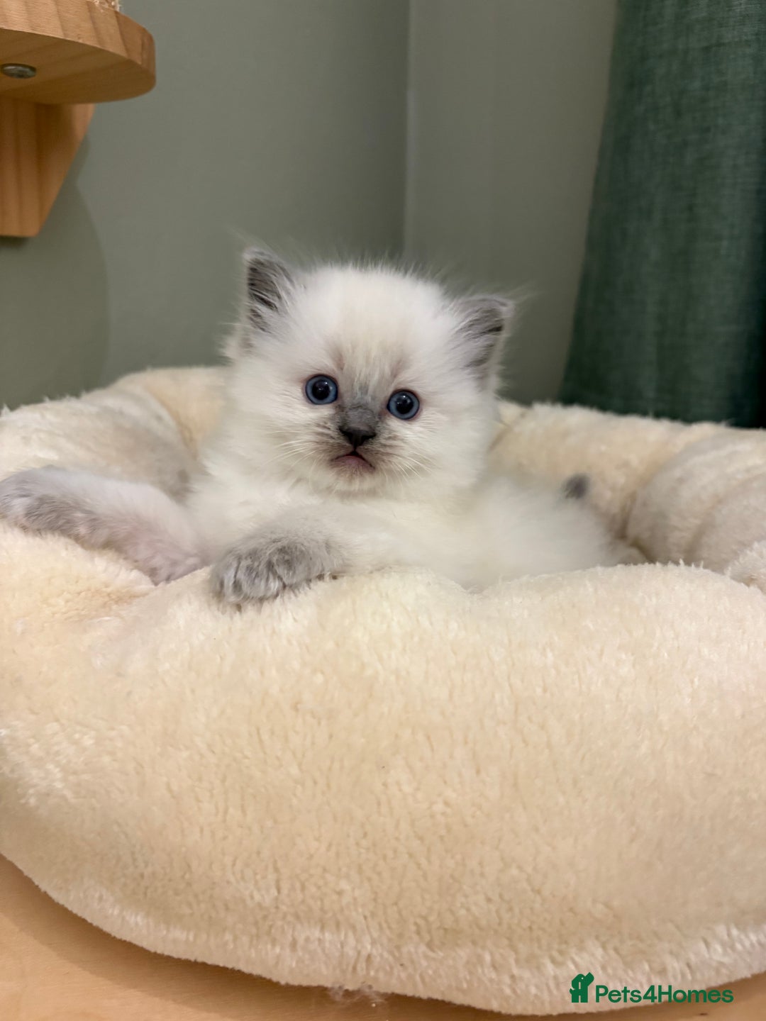 Ragdoll cats for sale: Gccf ragdolls ready 12th Jan  - Advert 18