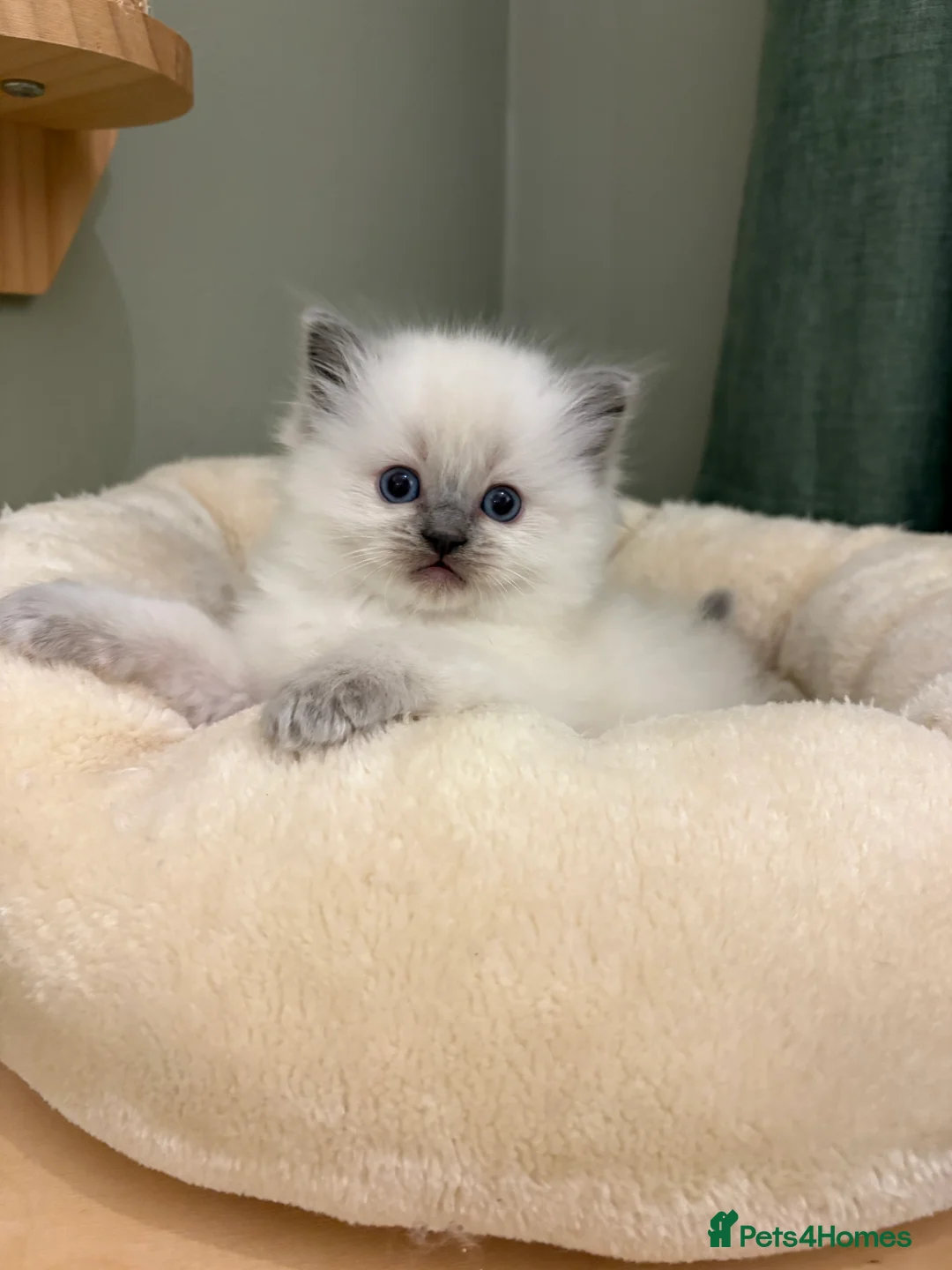 Ragdoll cats for sale: 2 boys ready now - Advert 23