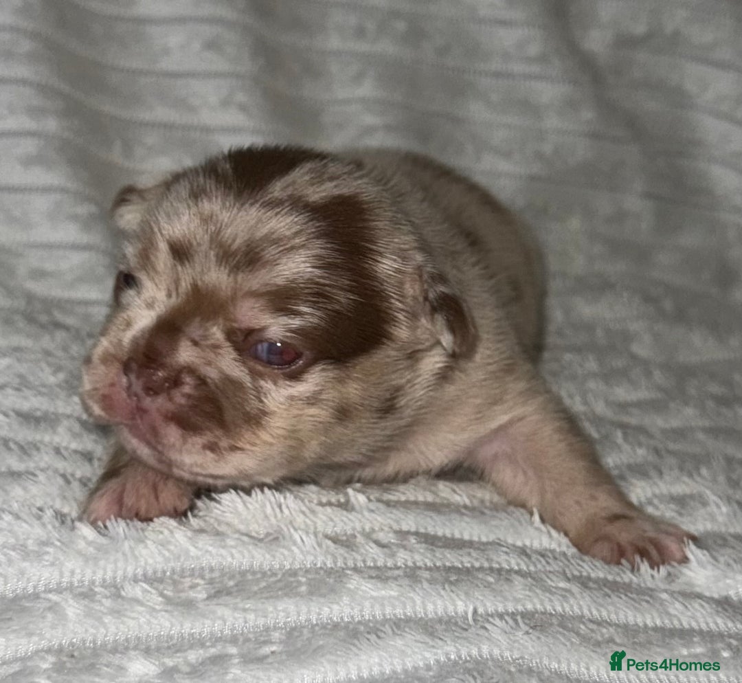 French Bulldog dogs for sale: Frenchie litter - Image 12