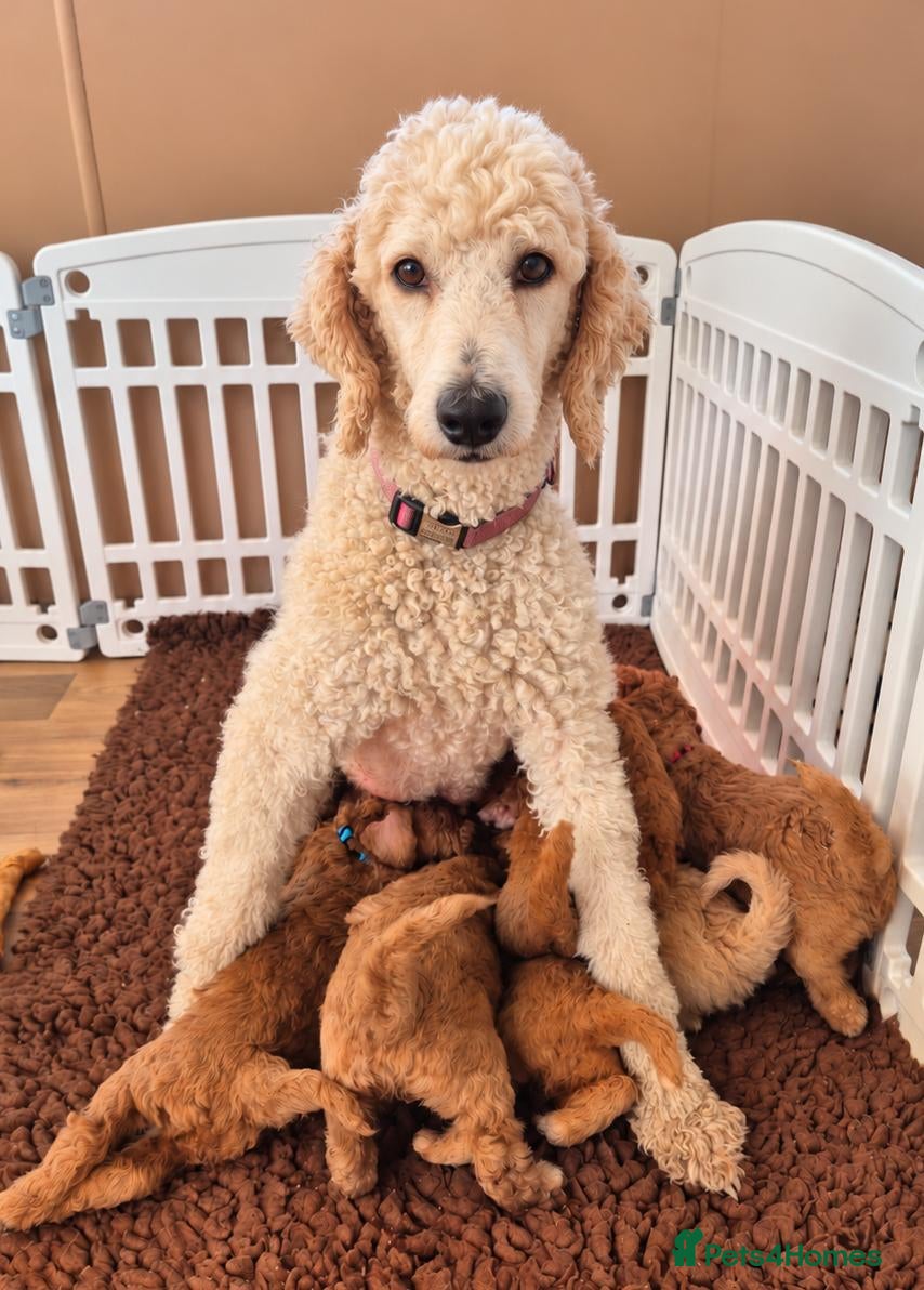 Standard Poodle dogs for sale: KC Registered Standard Poodles • Full of Character - Advert 1