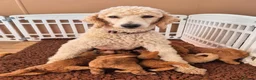 Standard Poodle dogs for sale: KC Registered Standard Poodles • Full of Character - Advert 1