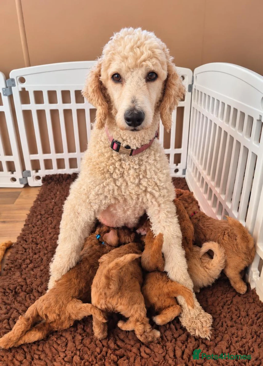 Standard Poodle dogs for sale: KC Registered Standard Poodles • Full of Character - Advert 1