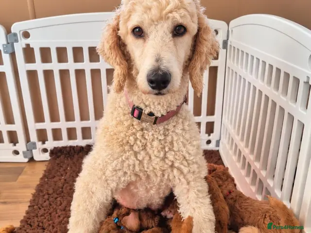 Standard Poodle dogs for sale: KC Registered Standard Poodles • Full of Character - Advert 1