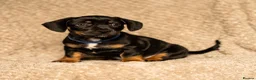 Mixed Breed dogs for sale: French bullwieners  in Cardiff - Advert 5