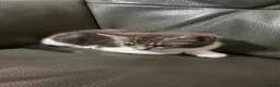 Mixed Breed cats for sale: Kute kitten in Manchester - Advert 7