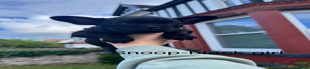 Black girl - Snoop