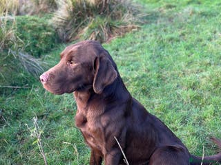 Labrador Retriever dogs Handsome fully health tested Chocolate labrador in Tewkesbury - Advert 19