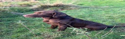 Labrador Retriever dogs for stud: Handsome fully health tested Chocolate labrador in Tewkesbury - Advert 1
