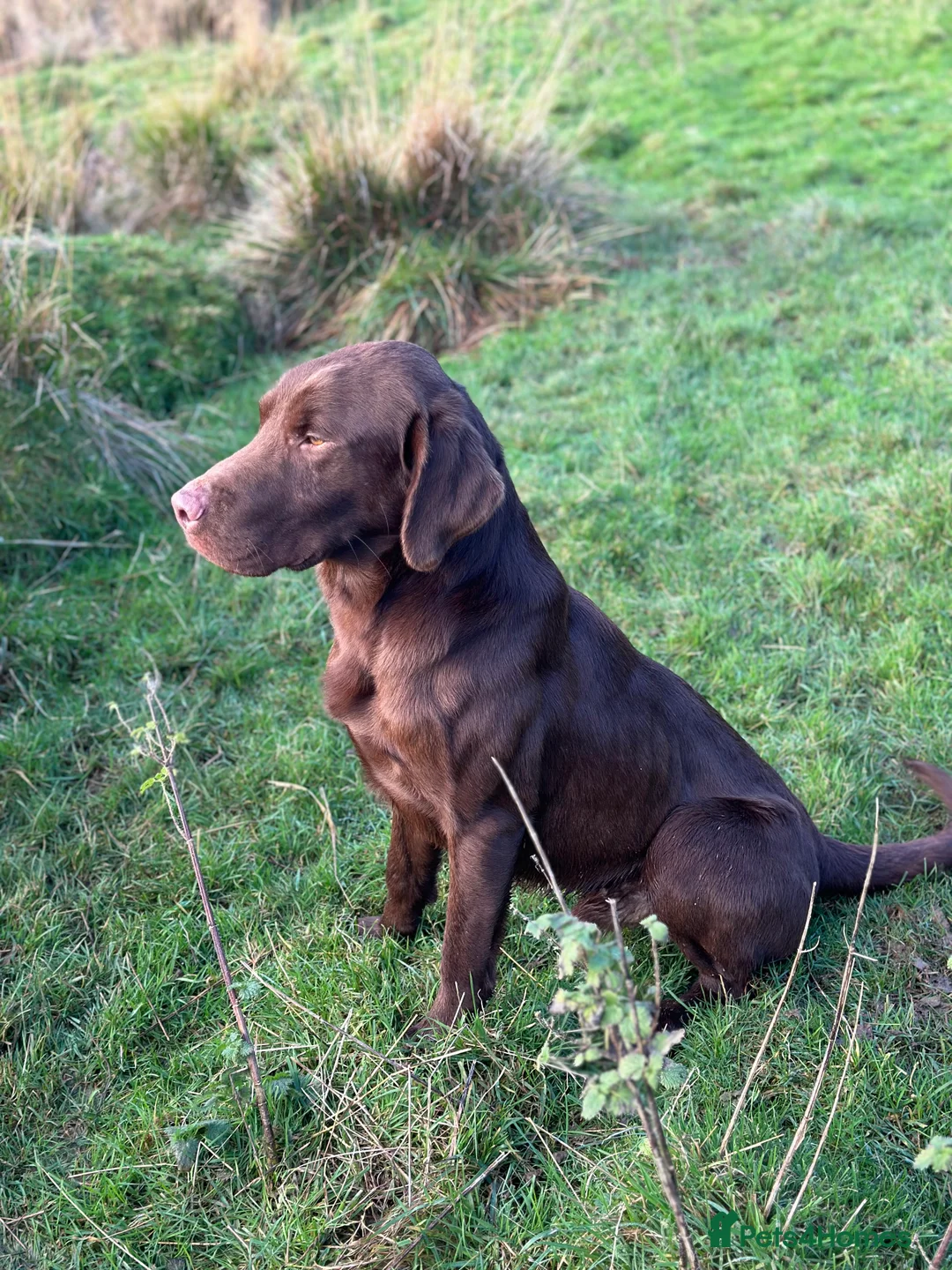 Labrador Retriever dogs for stud: Handsome fully health tested Chocolate labrador in Tewkesbury - Advert 1