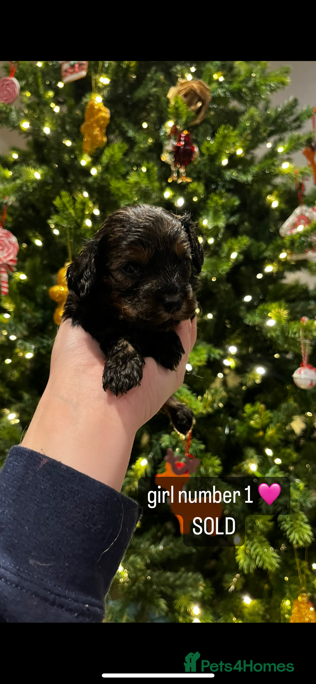 Cavapoo dogs for sale: Cavapoo puppies phantom Black and Tan  - Advert 5