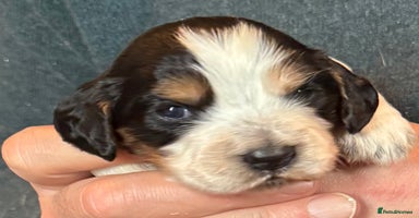 Cocker Spaniel dogs - Advert 13