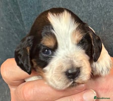 Cocker Spaniel dogs - Advert 13