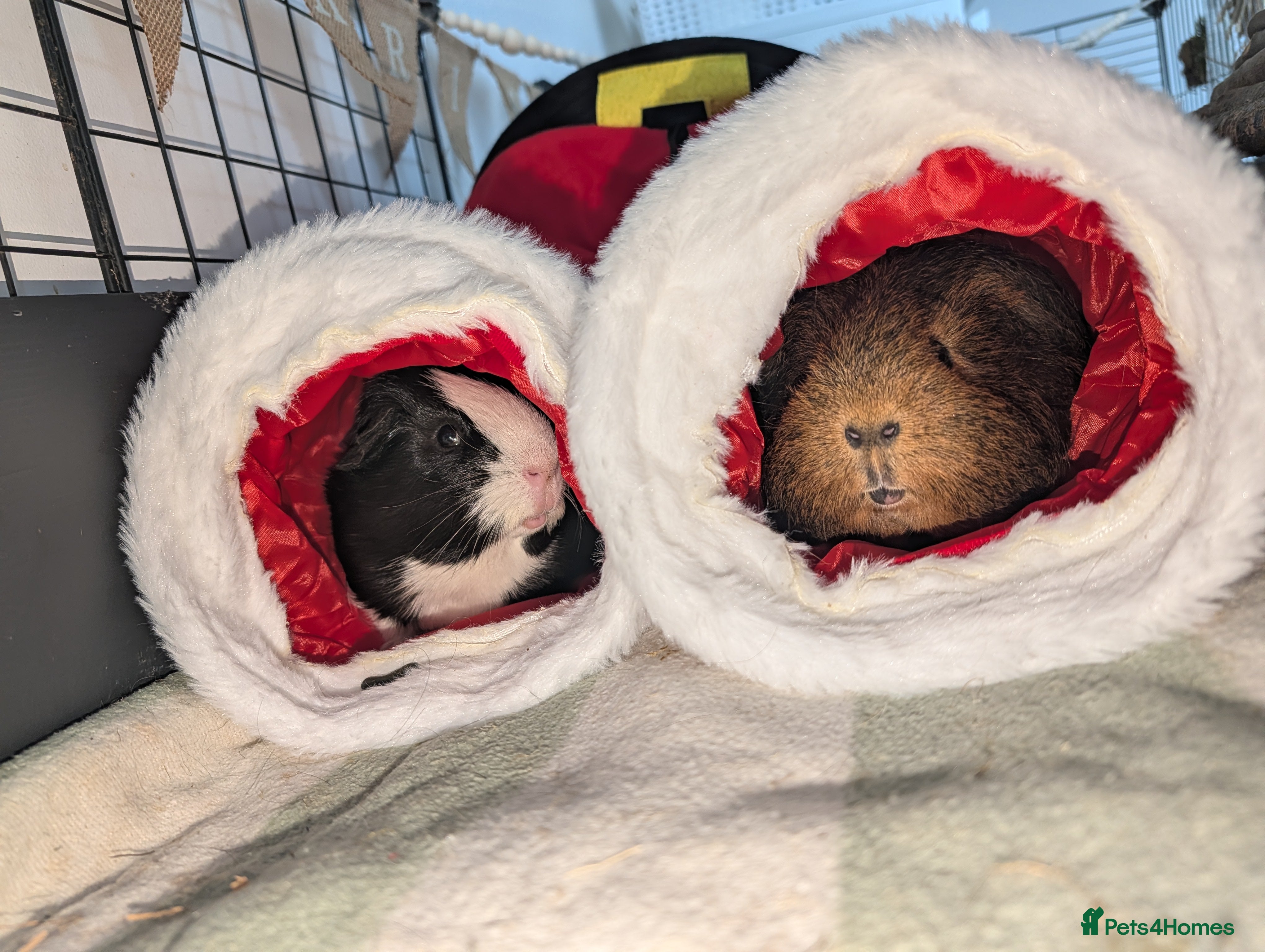 Guinea Pig rodents 2 pairs of male guinea pigs with full set up - Advert 1