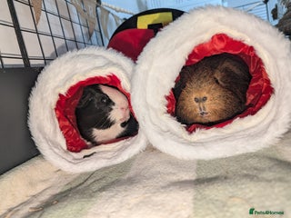 Guinea Pig rodents 2 pairs of male guinea pigs with full set up - Advert 1