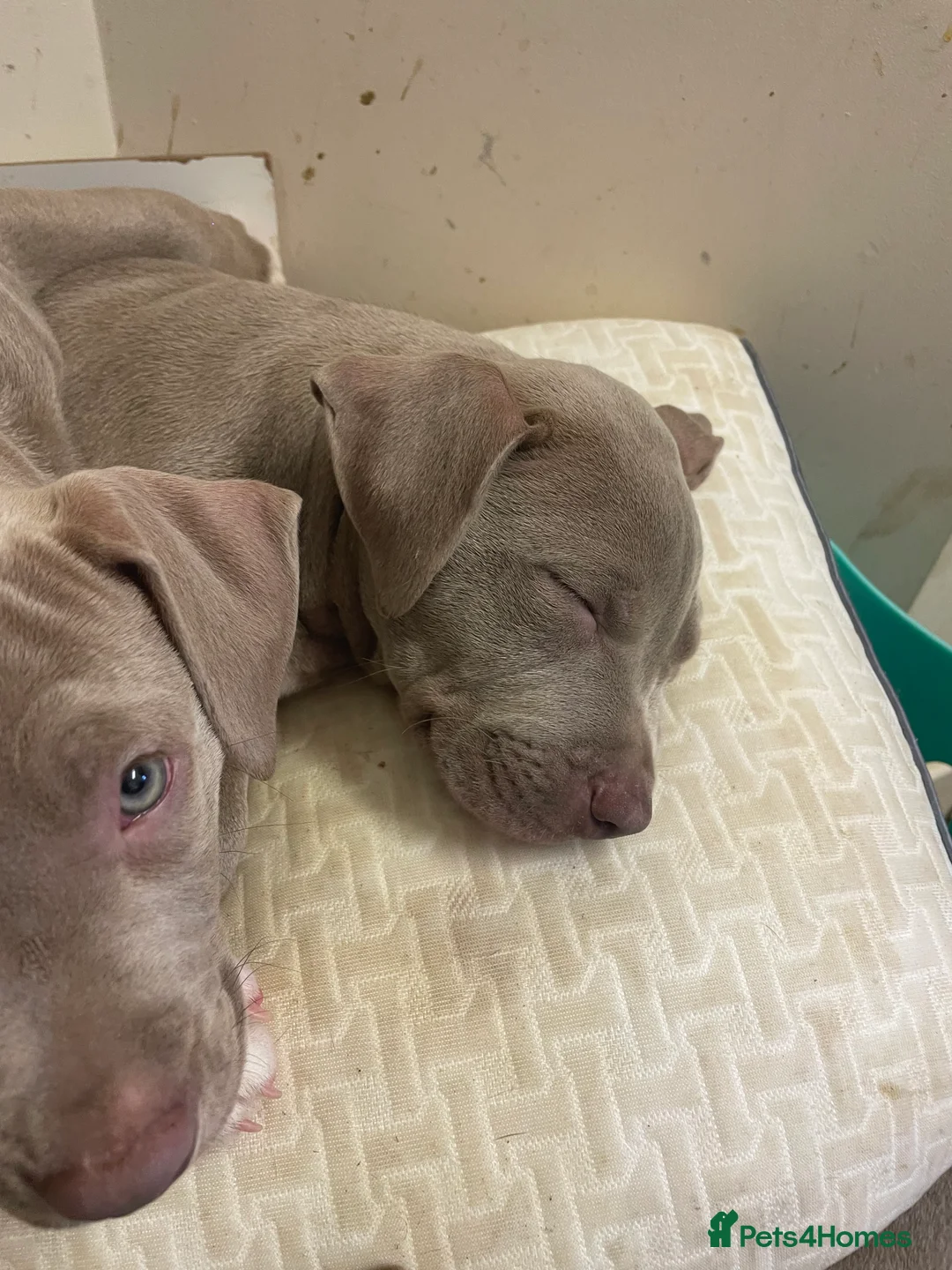 Mixed Breed dogs for sale: Blue merla - Advert 2