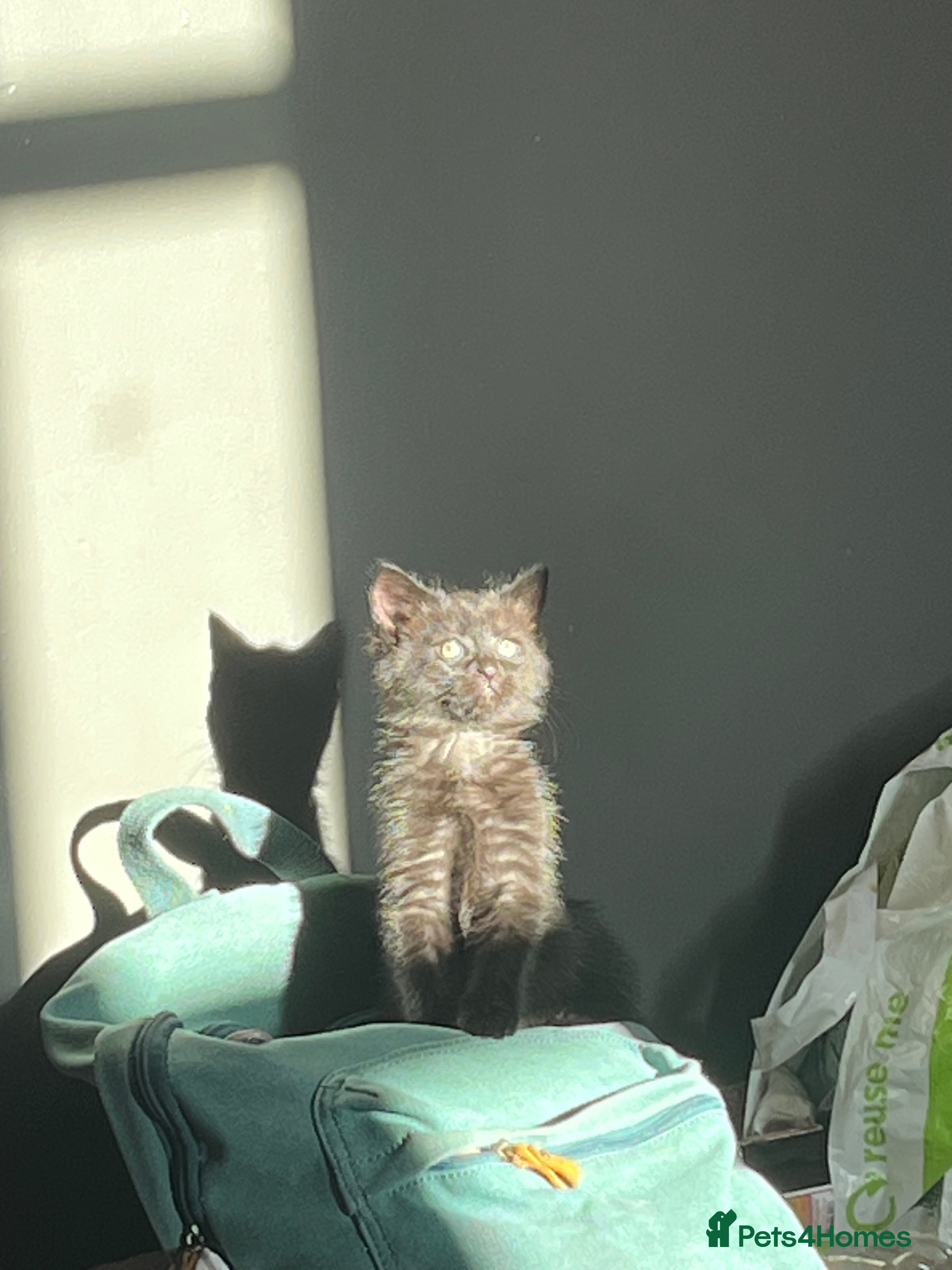 Mixed Breed cats Kittens for sale  - Advert 1