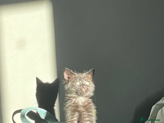 Mixed Breed cats Kittens for sale - Advert 2