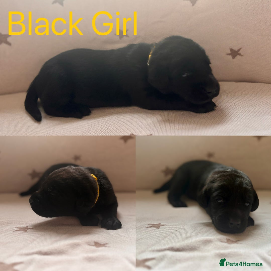 Labrador Retriever dogs for sale: Adorable Labrador Puppies–KC Registered - Advert 7