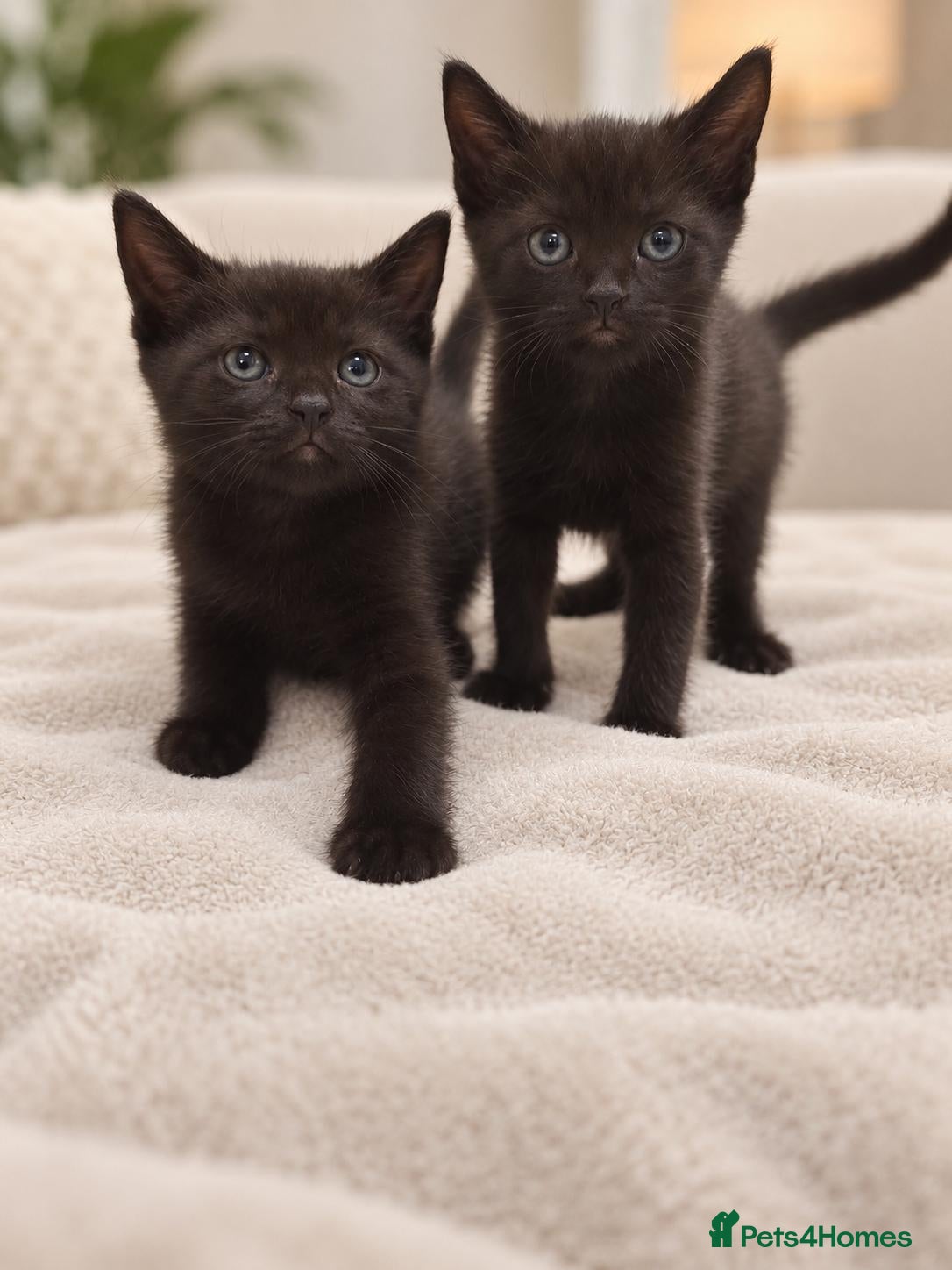 Mixed Breed cats Kittens Ready Now – 2 Beautiful Black Kittens - Advert 18