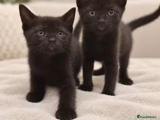 Mixed Breed cats Kittens Ready Now – 2 Beautiful Black Kittens - Advert 18
