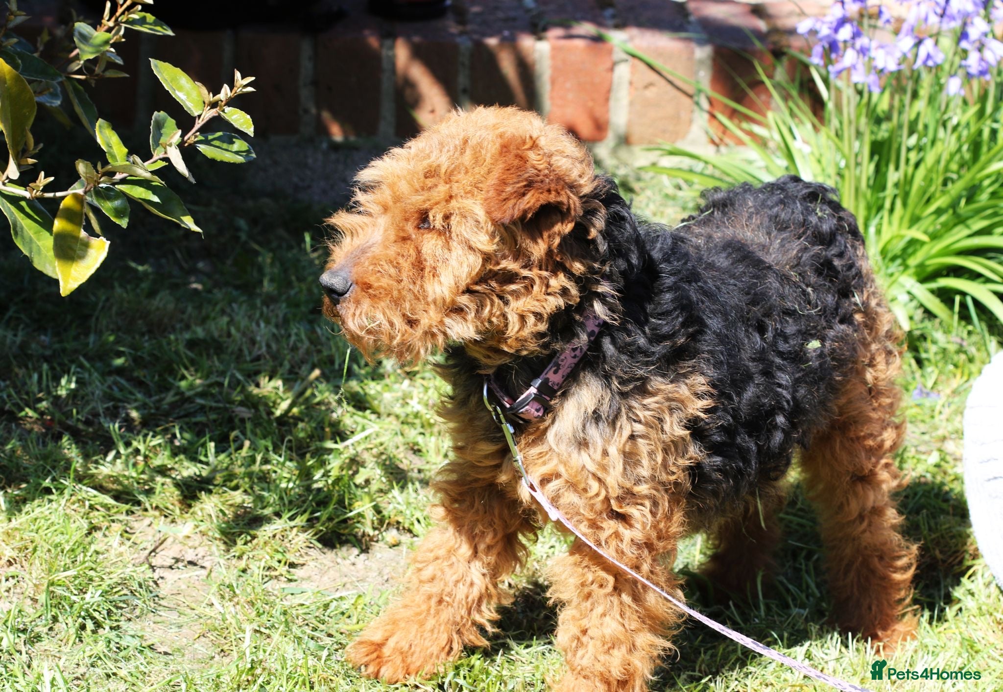Welsh Terrier dogs KC registered Welsh terriers - Advert 2