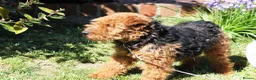 Welsh Terrier dogs for sale: KC registered Welsh terriers - Advert 1