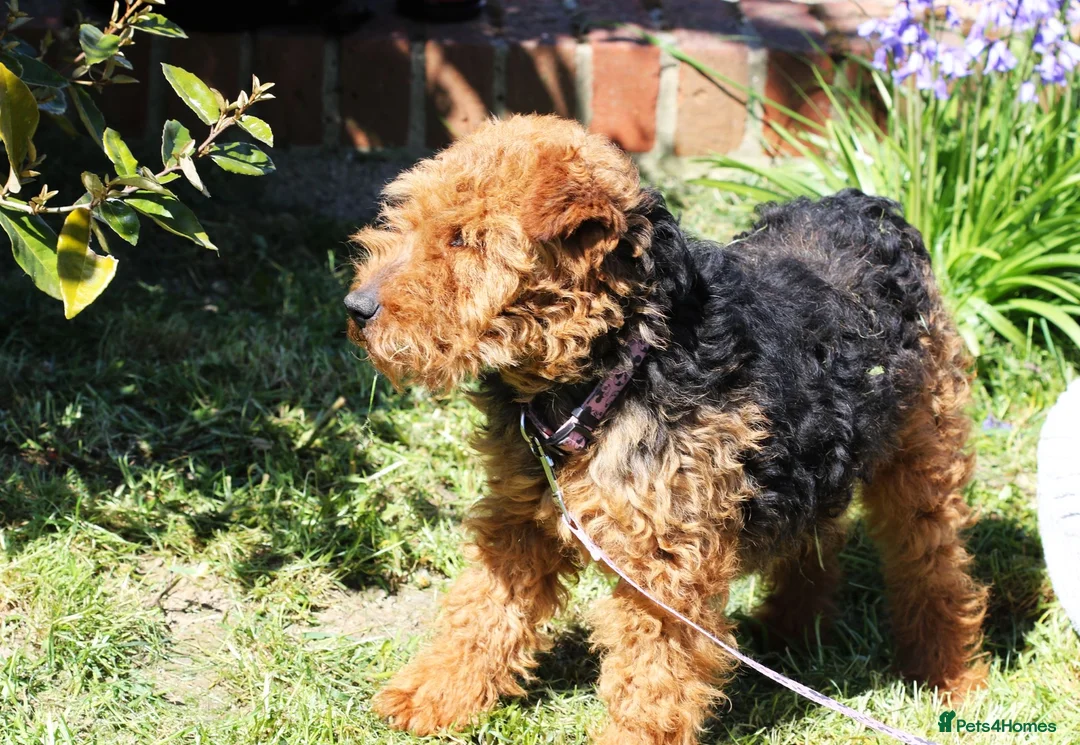 Welsh Terrier dogs for sale: KC registered Welsh terriers - Advert 1