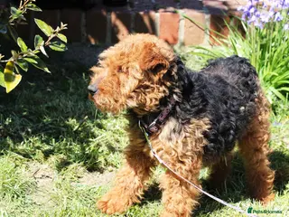 Welsh Terrier dogs KC registered Welsh terriers - Advert 12