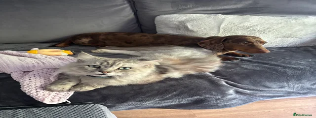 Albert