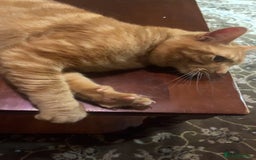 Domestic Shorthair cats for sale: Friendly Ginger Tabby Cat Looking for a Loving Hom - Image 3