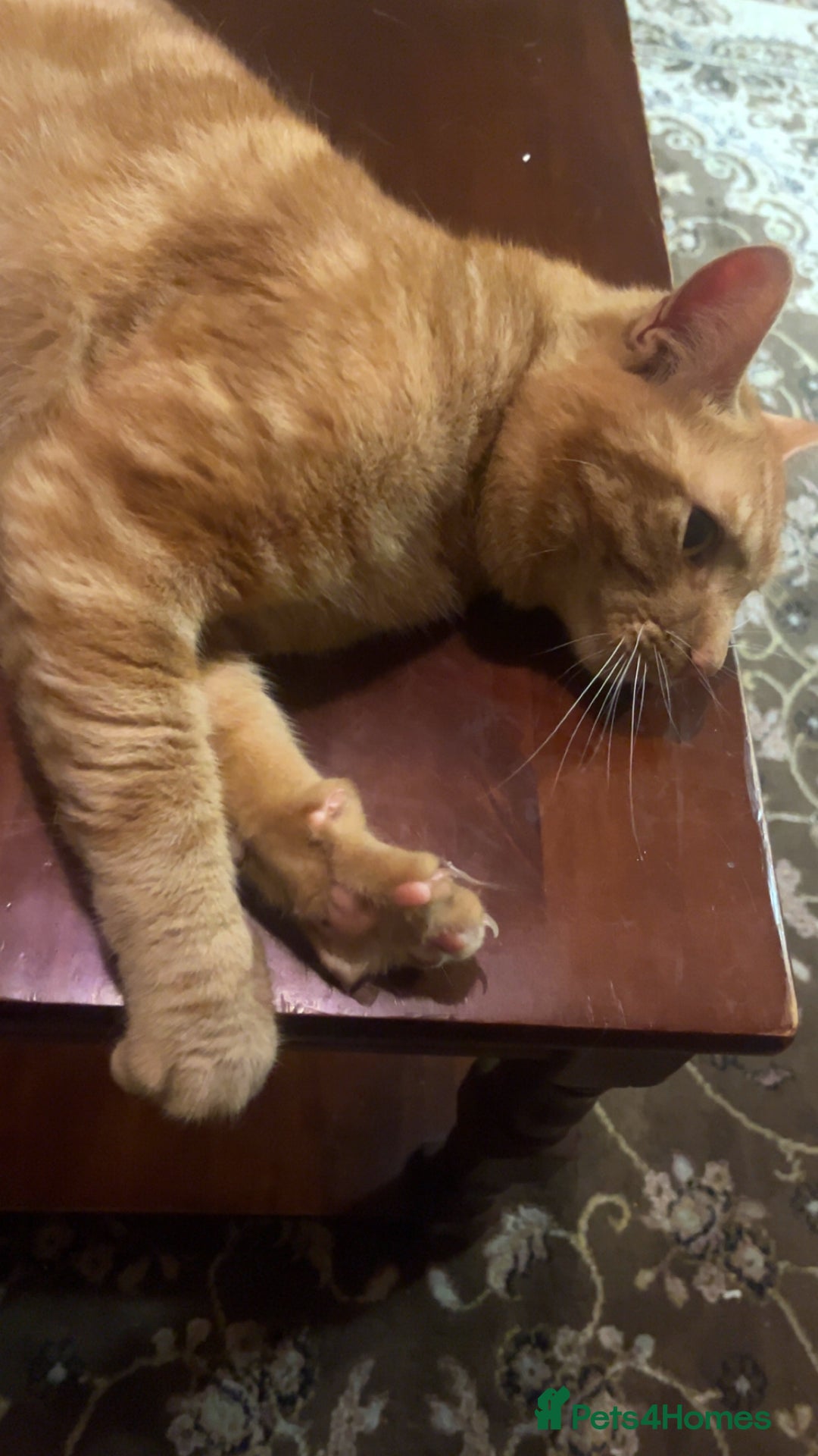 Domestic Shorthair cats for sale: Friendly Ginger Tabby Cat Looking for a Loving Hom - Image 3