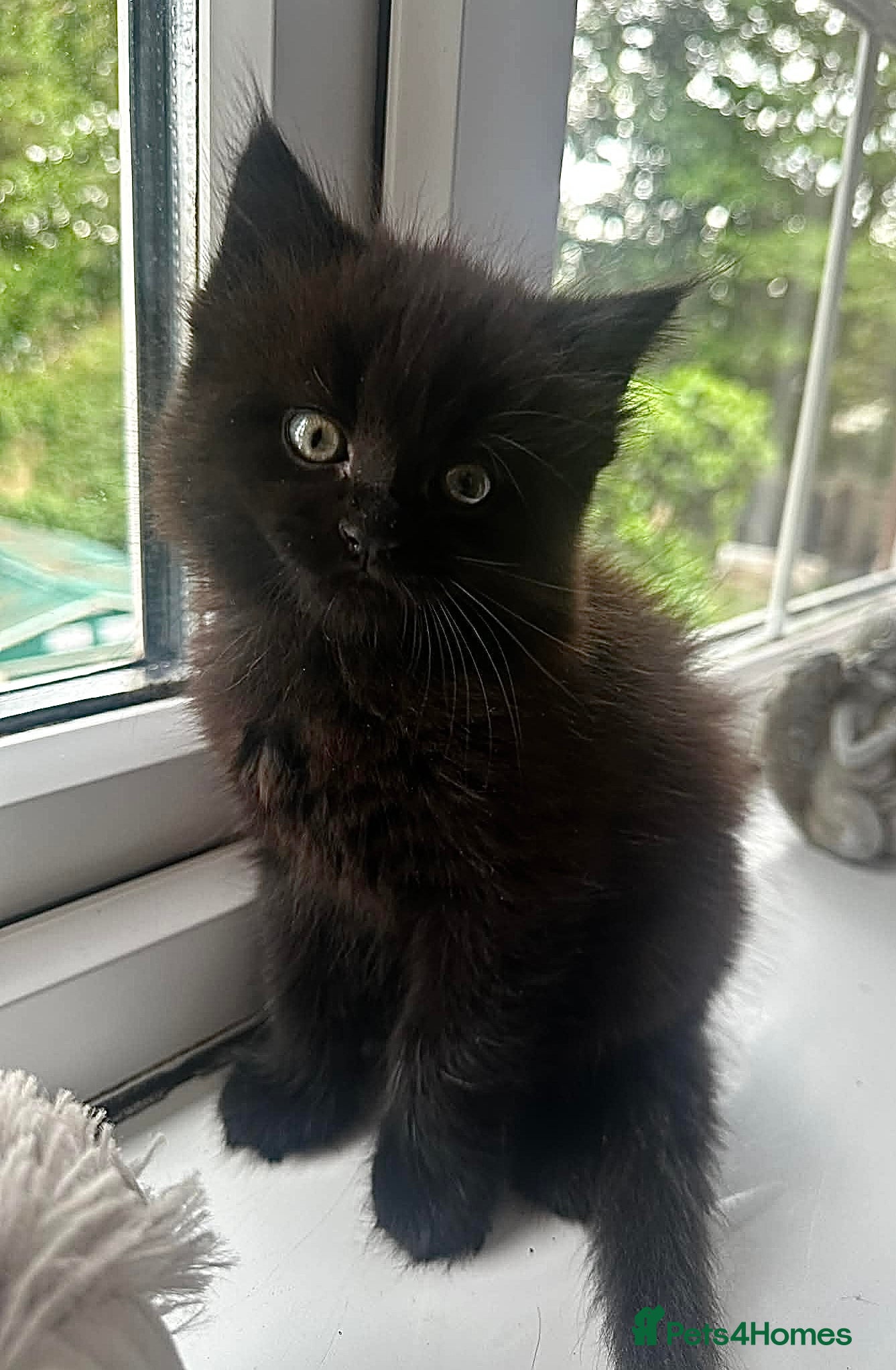 Mixed Breed cats 🩵🩵🩵 long-haired black girl🩵🩵🩵 - Advert 1