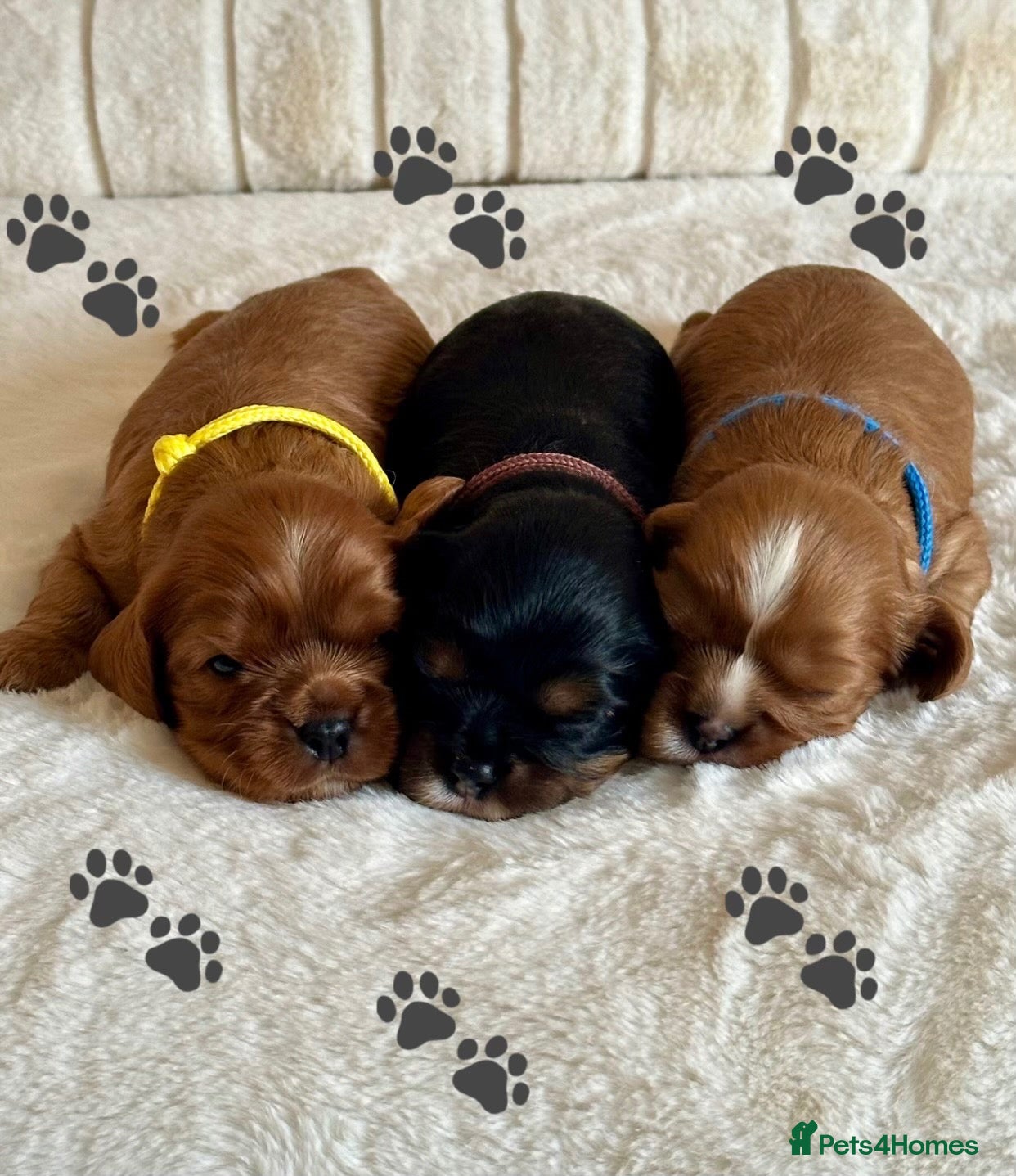 Cavalier King Charles Spaniel dogs * KC Registered Health Tested Puppies *  - Advert 10