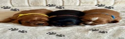 Cavalier King Charles Spaniel dogs for sale: * KC Registered Health Tested Puppies *  - Advert 3