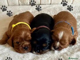 Cavalier King Charles Spaniel dogs * KC Registered Health Tested Puppies * - Advert 16