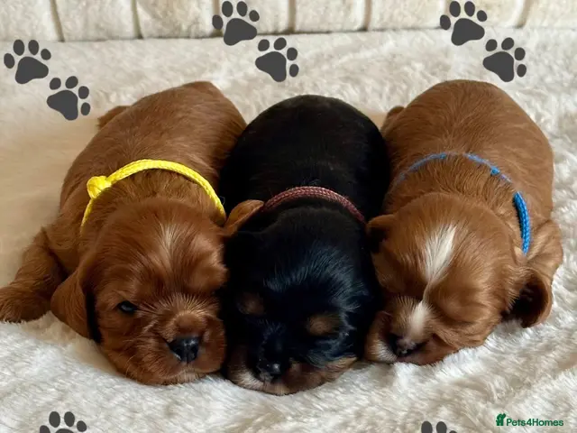 Cavalier King Charles Spaniel dogs * KC Registered Health Tested Puppies * - Advert 4