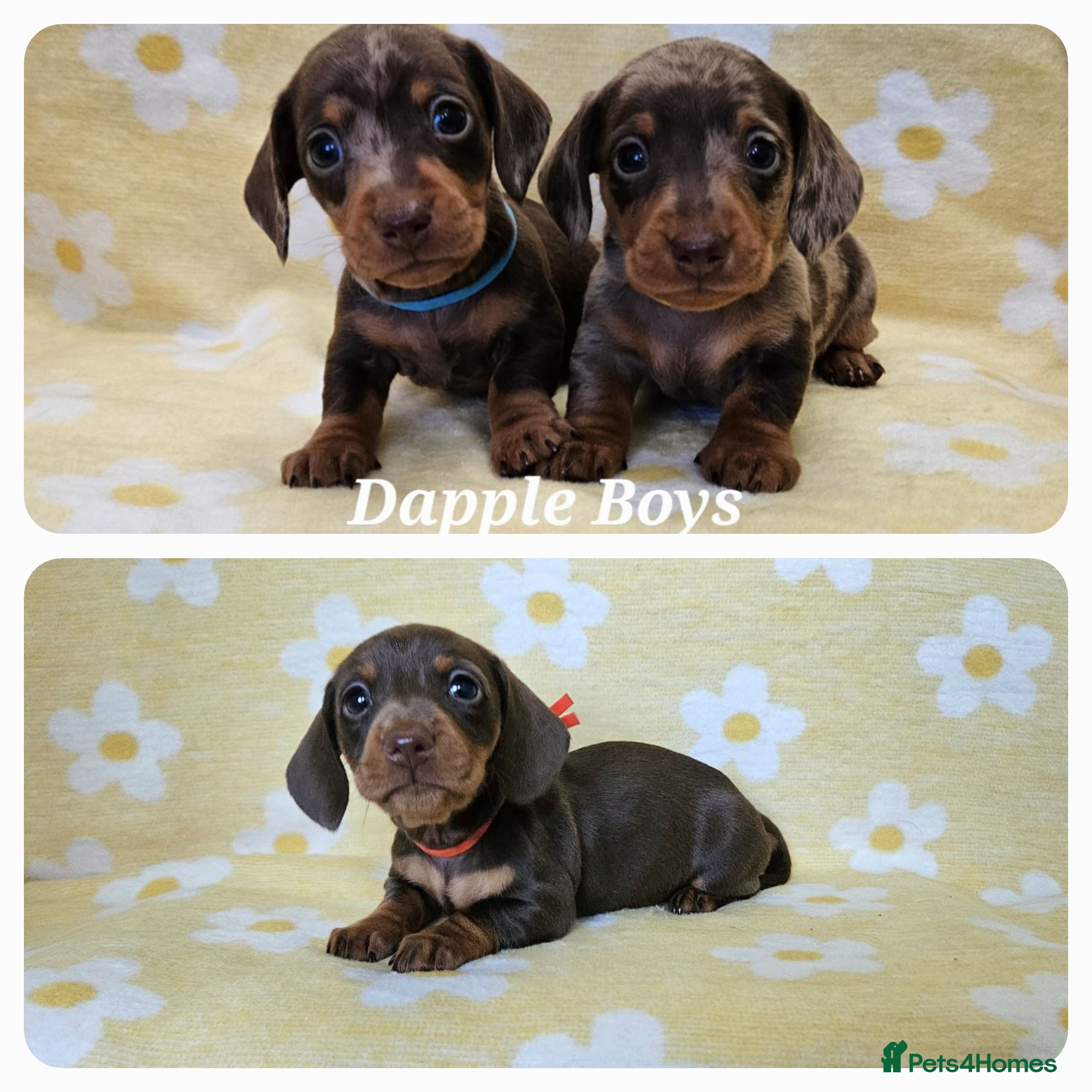 Miniature Dachshund dogs Smooth coat mini dachshunds  - Advert 6