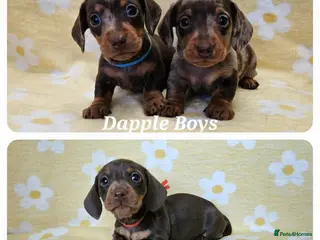 Miniature Dachshund dogs Smooth coat mini dachshunds - Advert 6