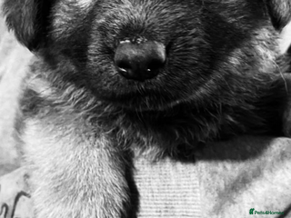 German Shepherd dogs Blue GSD’s - Advert 1