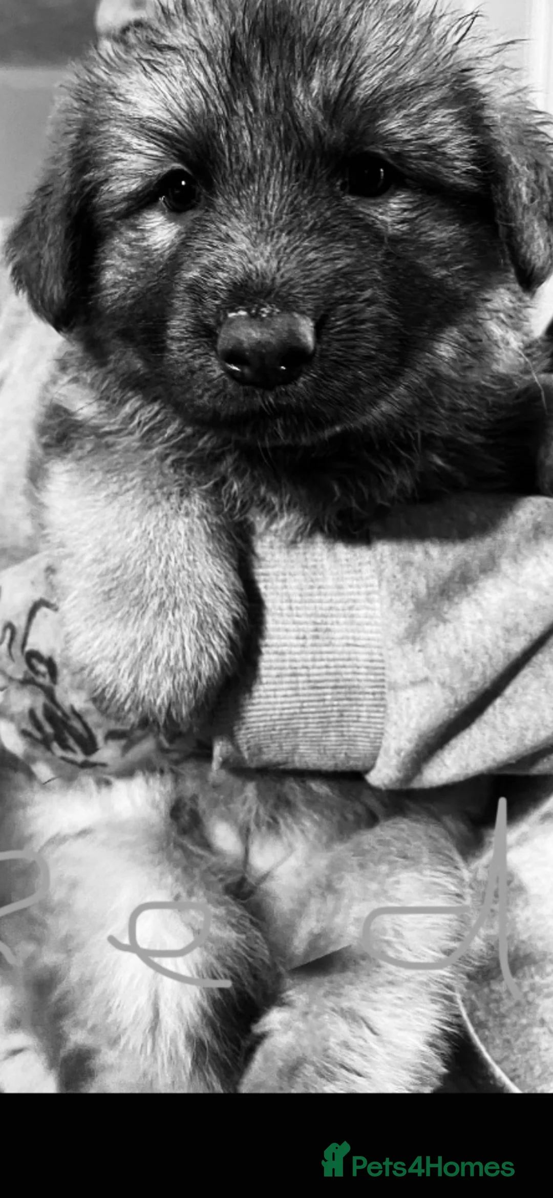 German Shepherd dogs for sale: Blue GSD’s 3 females remaining - Advert 1