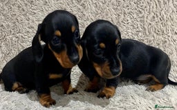 Dachshund dogs for sale: Miniature Dachshund sausage dog puppies - Image 5