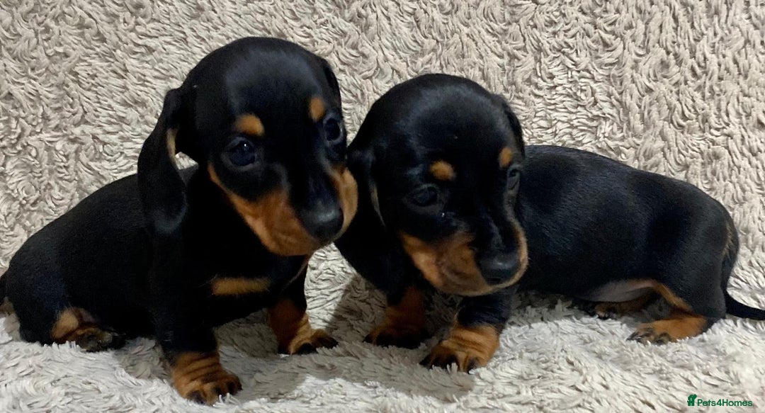 Dachshund dogs for sale: Miniature Dachshund sausage dog puppies - Image 5