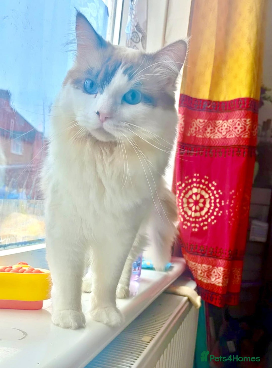 Ragdoll cats for stud: BiColour Ragdoll Available for Stud - Advert 1