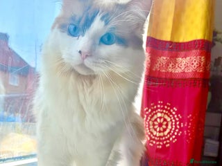 Ragdoll cats BiColour Ragdoll Available for Stud - Advert 1